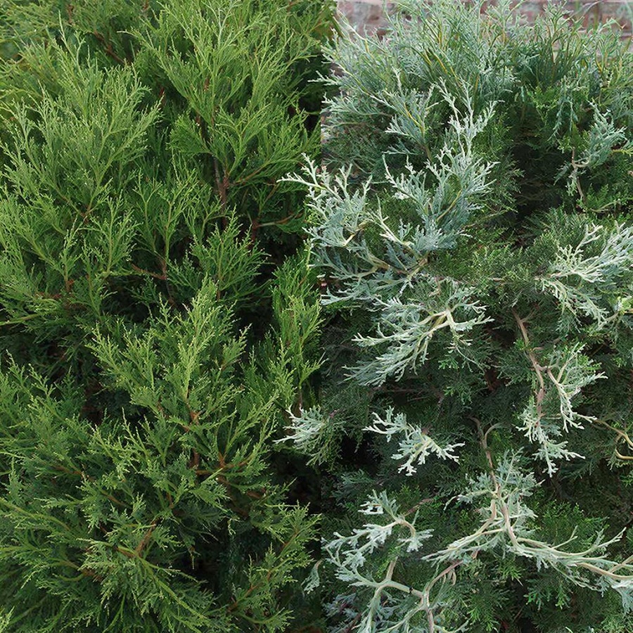 Можжевельник